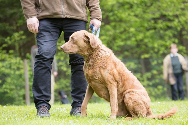 Hundepräsentation 2019